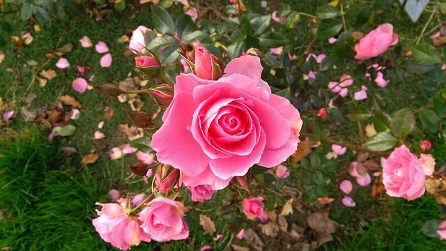 sadzonki-roz-i-innych-kwiatow-ogrodowych